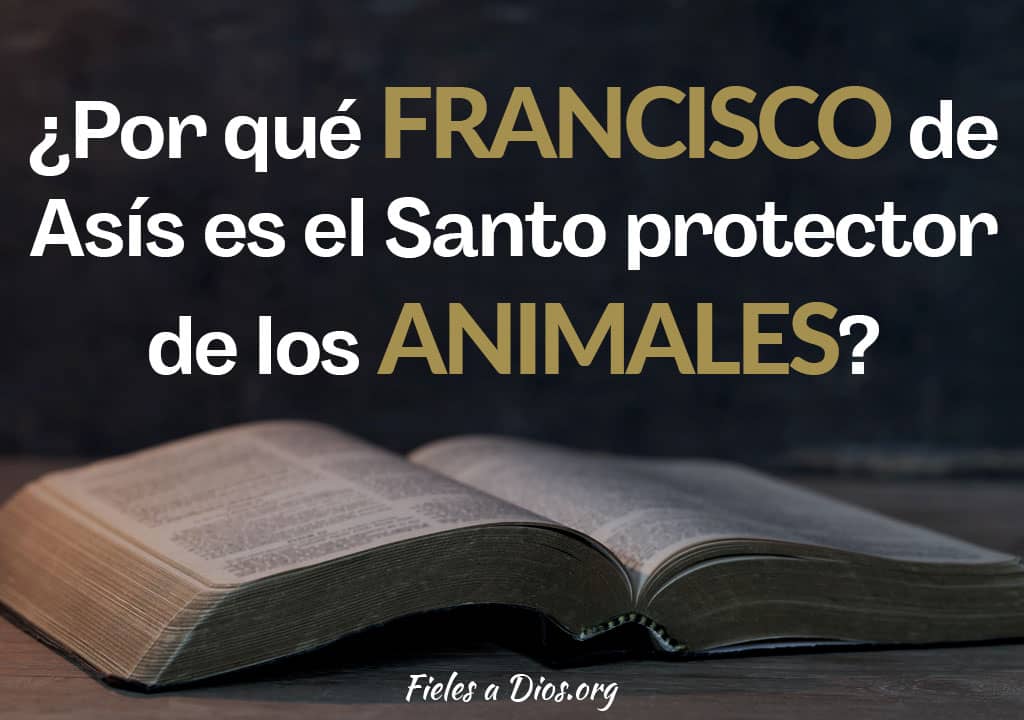 por que francisco de asis es el santo protector de los animales