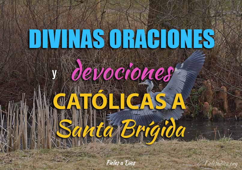 Divinas oraciones y devociones catolicas a Santa Brigida